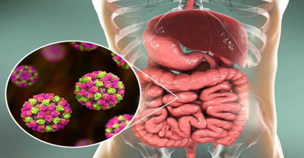 নোরোভাইরাসের হানা! কেরলে আক্রান্ত দুই শিশু, কতটা ভয়ঙ্কর?