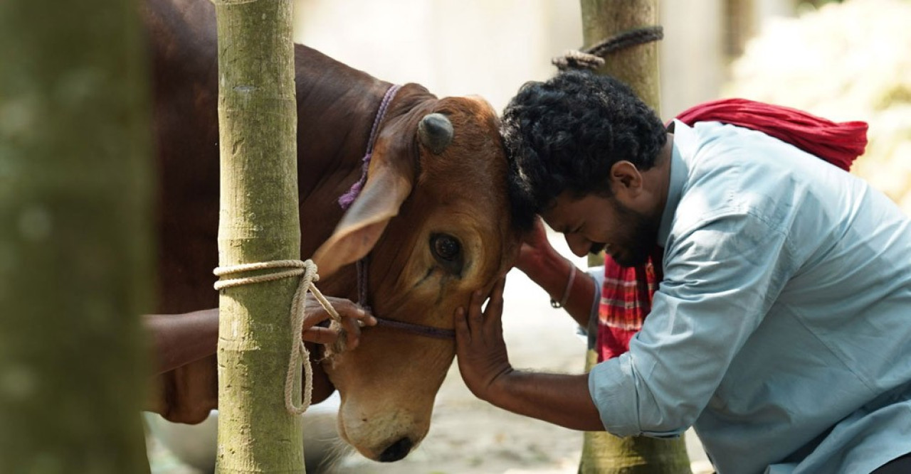 নাটকের নাম ভূমিকায় গরু!