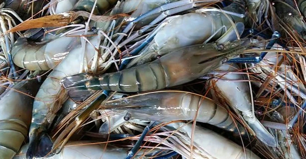 ইলিয়াস কাঞ্চনের সুস্থতার জন্য শিল্পী সমিতিতে মিলিত দোয়া মাহফিল, সহকর্মীরা প্রকাশ করলেন গভীর উদ্বেগ