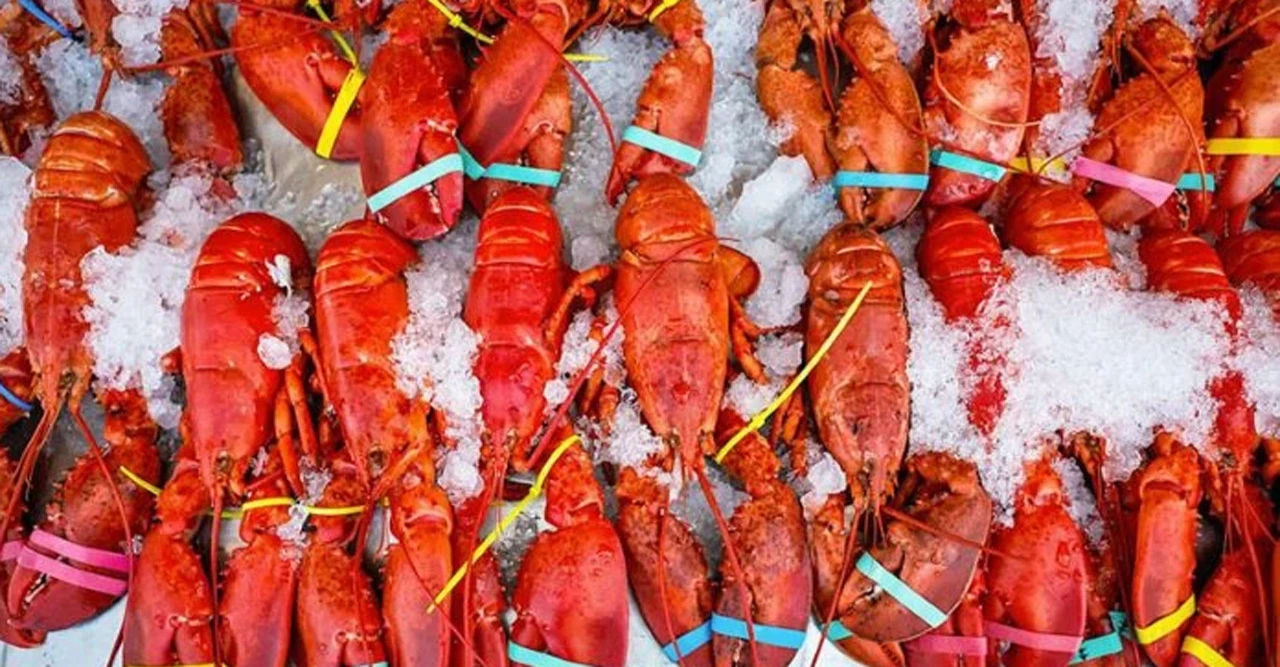 আমেরিকায় ট্রাক উধাও! পথে থেকেই ৫ কোটি টাকার জীবিত লবস্টার চুরি, নড়েচড়ে বসেছে পুলিশ