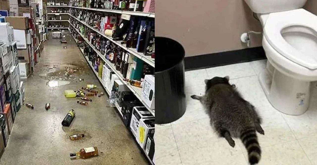 স্কচ খেয়ে মাতাল র‌্যাকুন! থ্যাংকসগিভিংয়ে মদের দোকানে ঢুকে যা করল অবাক সবাই