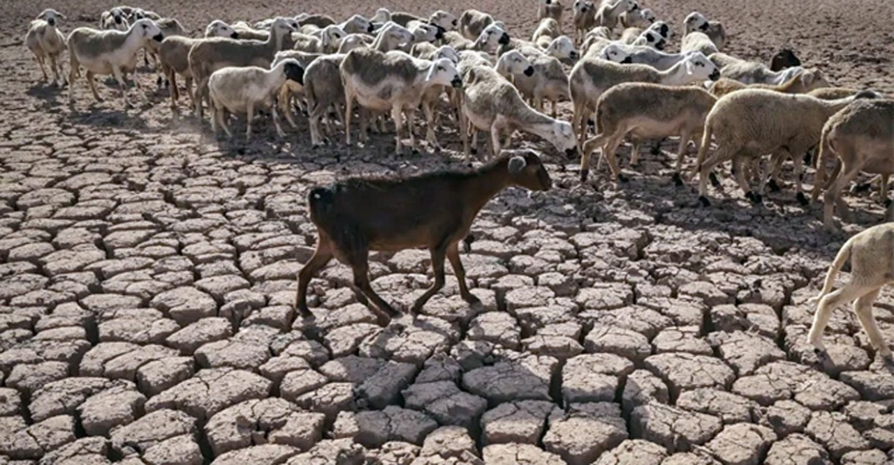 অর্থ সংকটের কারণে মরক্কোতে এবার পশু কোরবানি বন্ধের ঐতিহাসিক সিদ্ধান্ত