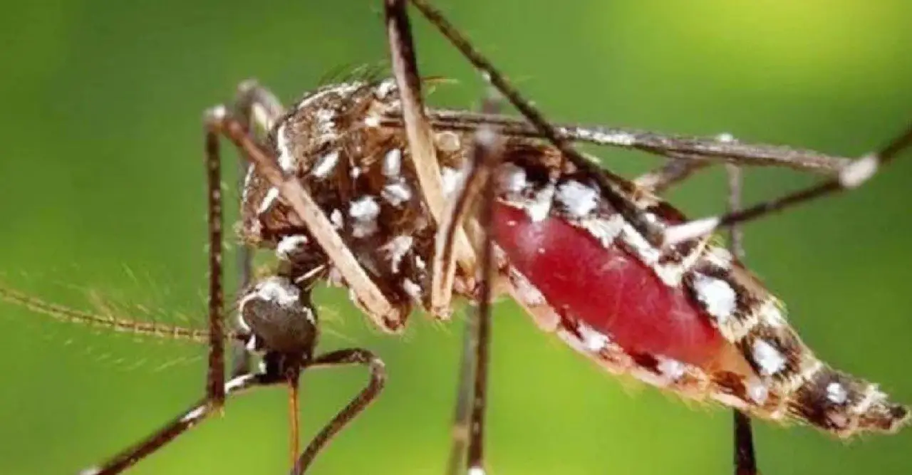 ডেঙ্গু প্রতিরোধে ডিএনসিসির গৃহীত পদক্ষেপ