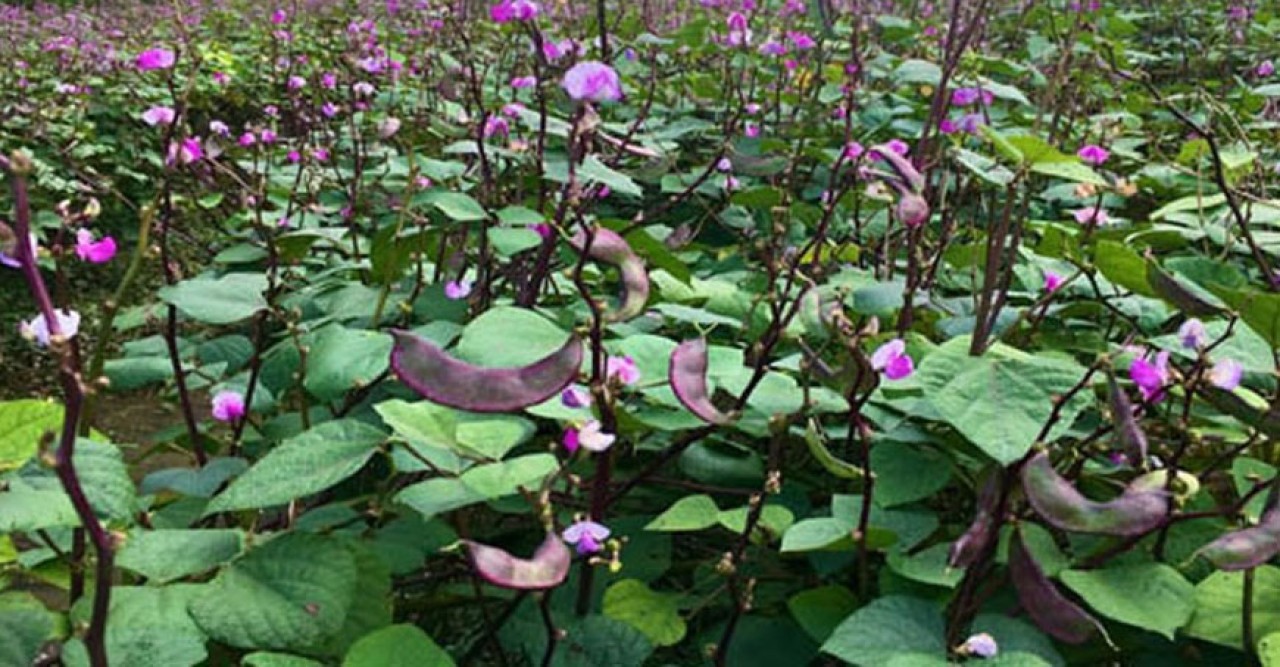 আগাম শীতকালীন সব‌জি চাষ, ভালো দামে খু‌শি কৃষক