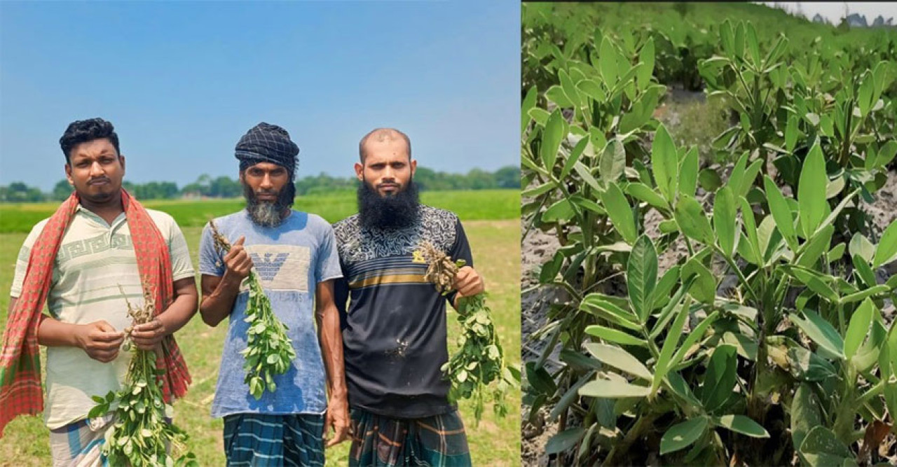 সদরপুরের চরাঞ্চলে দিন দিন জনপ্রিয় হয়ে উঠছে বাদাম চাষ