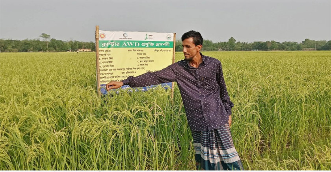 কমলগঞ্জে বিনা ধান-২৫ এর পরীক্ষামূলক চাষাবাদে বাম্পার ফলন