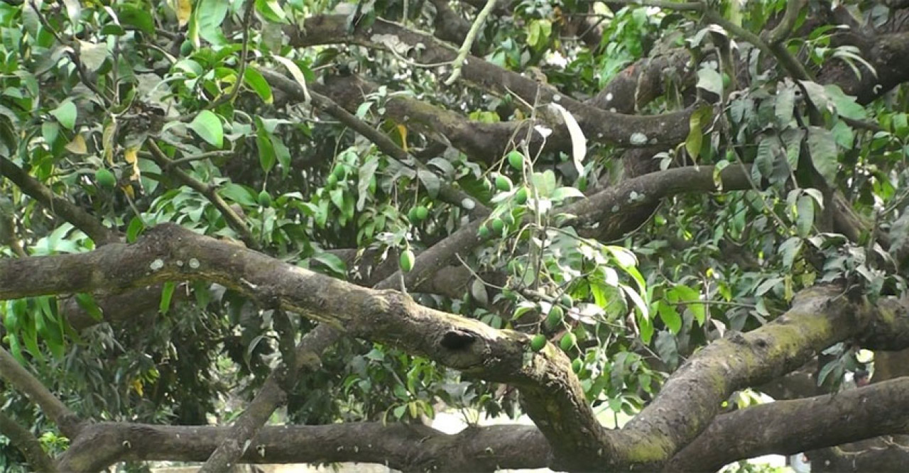 তাপদাহের থাবায় আমের উৎপাদন নিয়ে শংকা