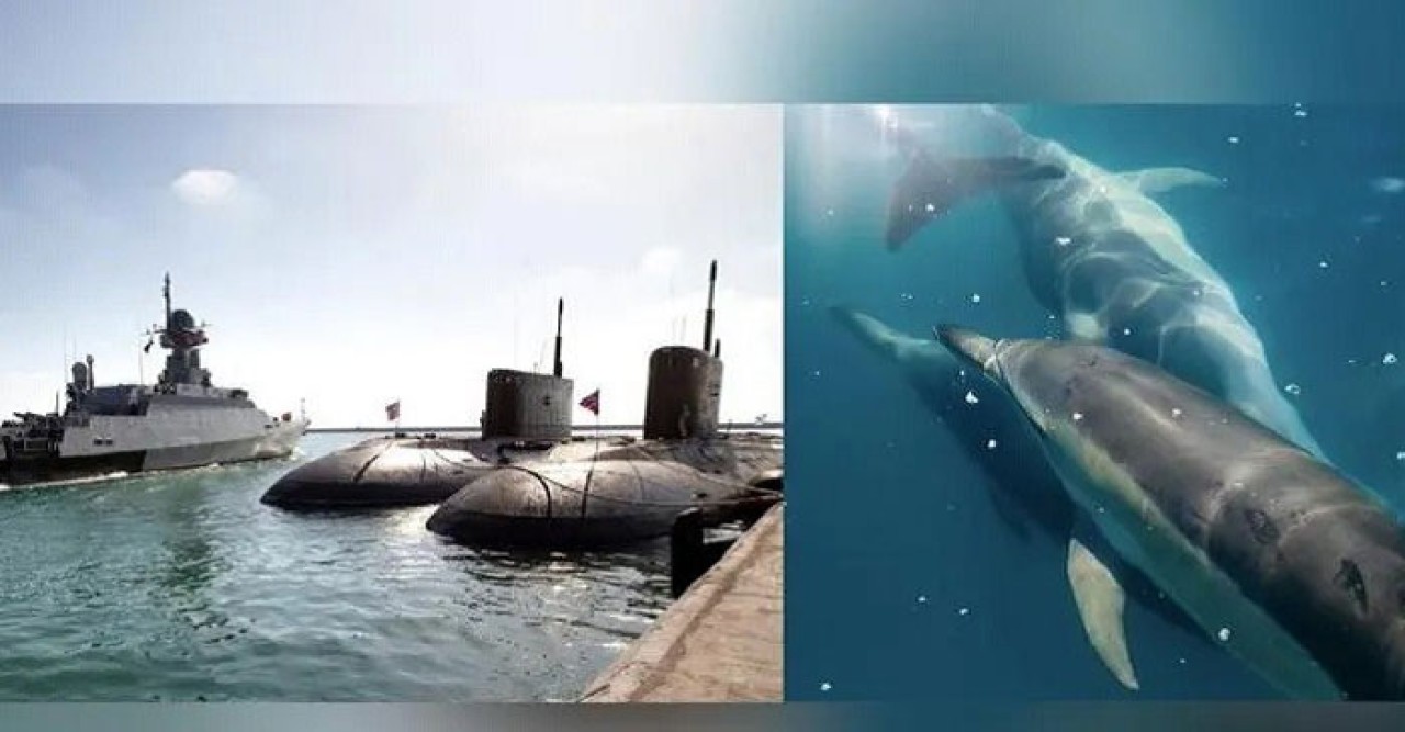 নৌঘাঁটির পাহারায় ডলফিন মোতায়েন রাশিয়ার