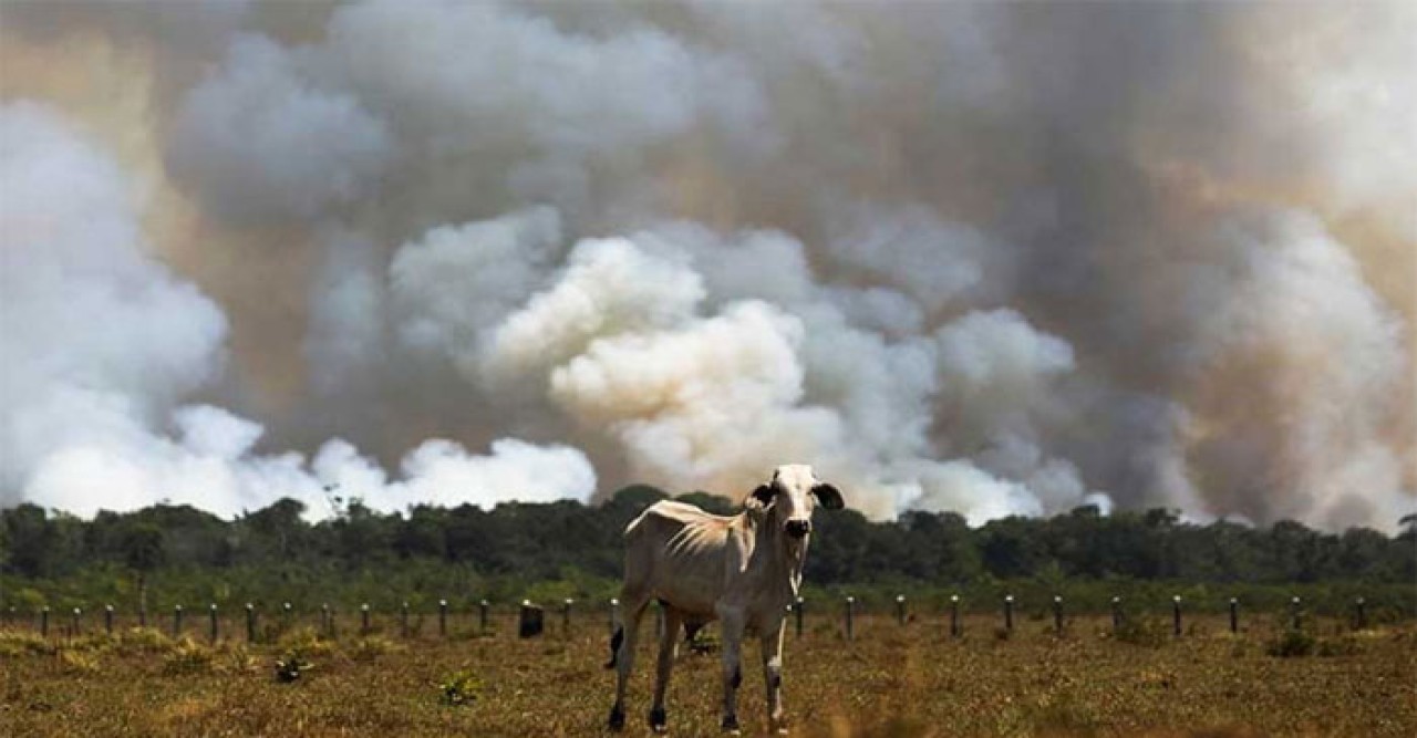 এপ্রিলে অ্যামাজনে বন উজাড়ের নতুন রেকর্ড