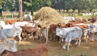 কোন গরু কার? মামলা চলছে আদালতে, এদিকে তাদের সামলাতে হিমশিম খাচ্ছে পুলিশ