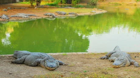 ফিলিস্তিনি বন্দীদের পাহারা দিতে কুমির ব্যবহারের পরিকল্পনা করছে ইসরায়েল