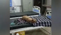 রোগীর বিছানায় নিশ্চিন্তে ঘুমোচ্ছে পথকুকুর! ভাইরাল মধ্যপ্রদেশের স্বাস্থ্যকেন্দ্রের ভিডিও