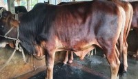 কুমিল্লায় কোরবানী ঈদকে সামনে  রেখে ব্যস্ততা বাড়ছে গরু খামারীদের