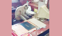 হনুমানের কম্পিউটার চালানোর ভিডিও ভাইরাল