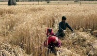 গম রপ্তানি নিষিদ্ধ করলো ভারত
