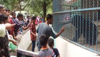 ঈদের দ্বিতীয় দিনে উপচেপড়া ভিড় ঢাকা চিড়িয়াখানায়