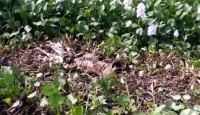 পীরগঞ্জে বিলের কচুরিপানা থেকে মানুষের কঙ্কাল উদ্ধার