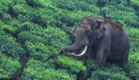 ভারতের বিখ্যাত পাড়াইয়াপ্পা হাতি, খ্যাতি যার জীবনের অভিশাপ